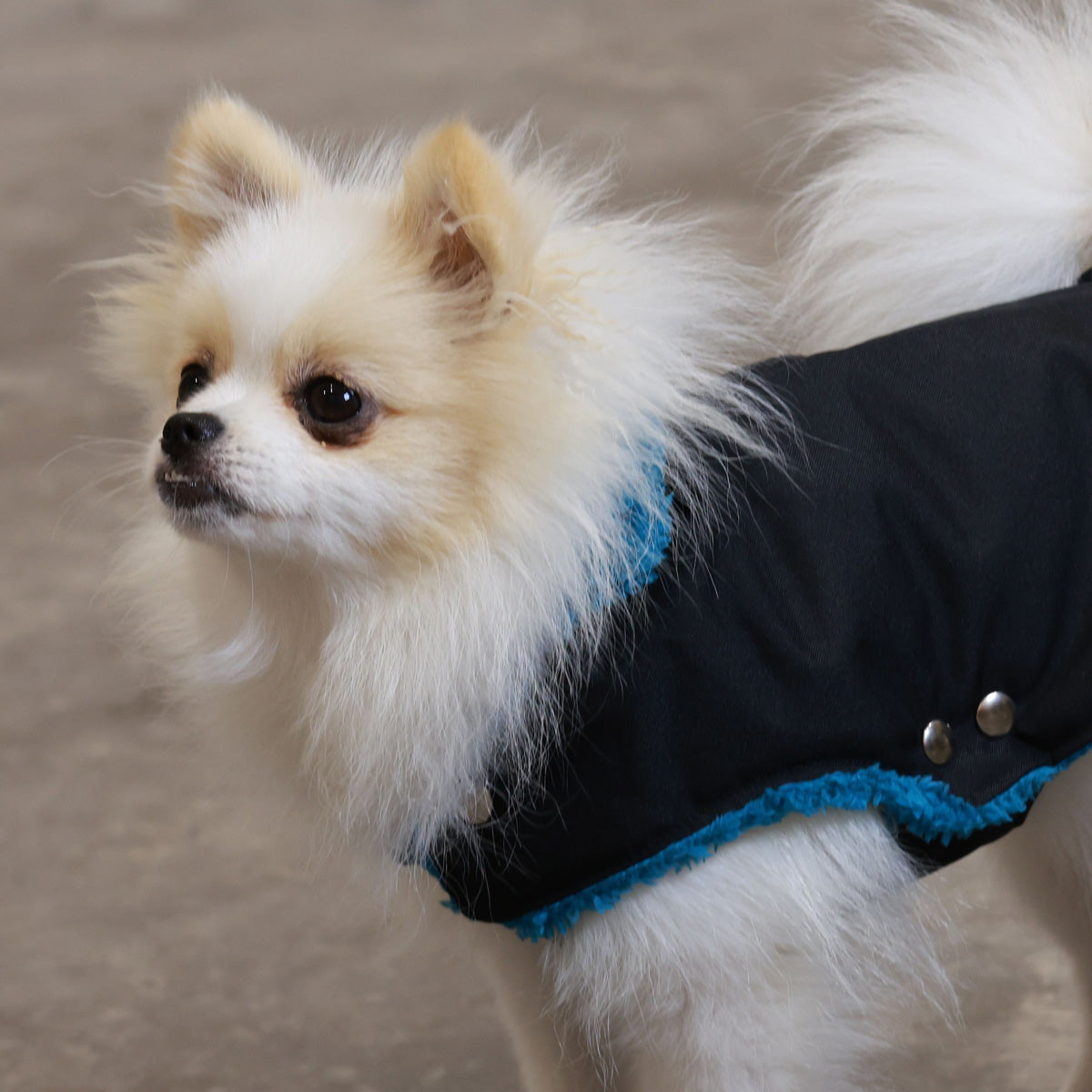 Soho Poms Black & Teal Teddy Bear Waterproof Dog Jacket