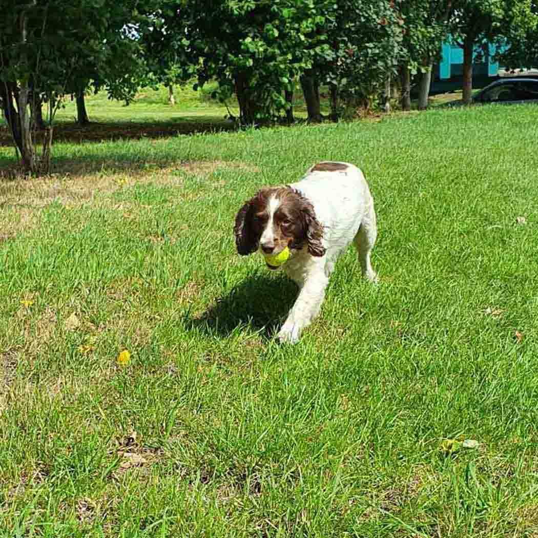 Double Strength Dog Tennis Ball - Durable, for Active Dogs