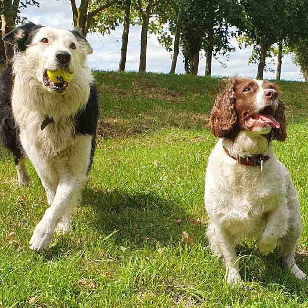 Double Strength Dog Tennis Ball - Durable, for Active Dogs