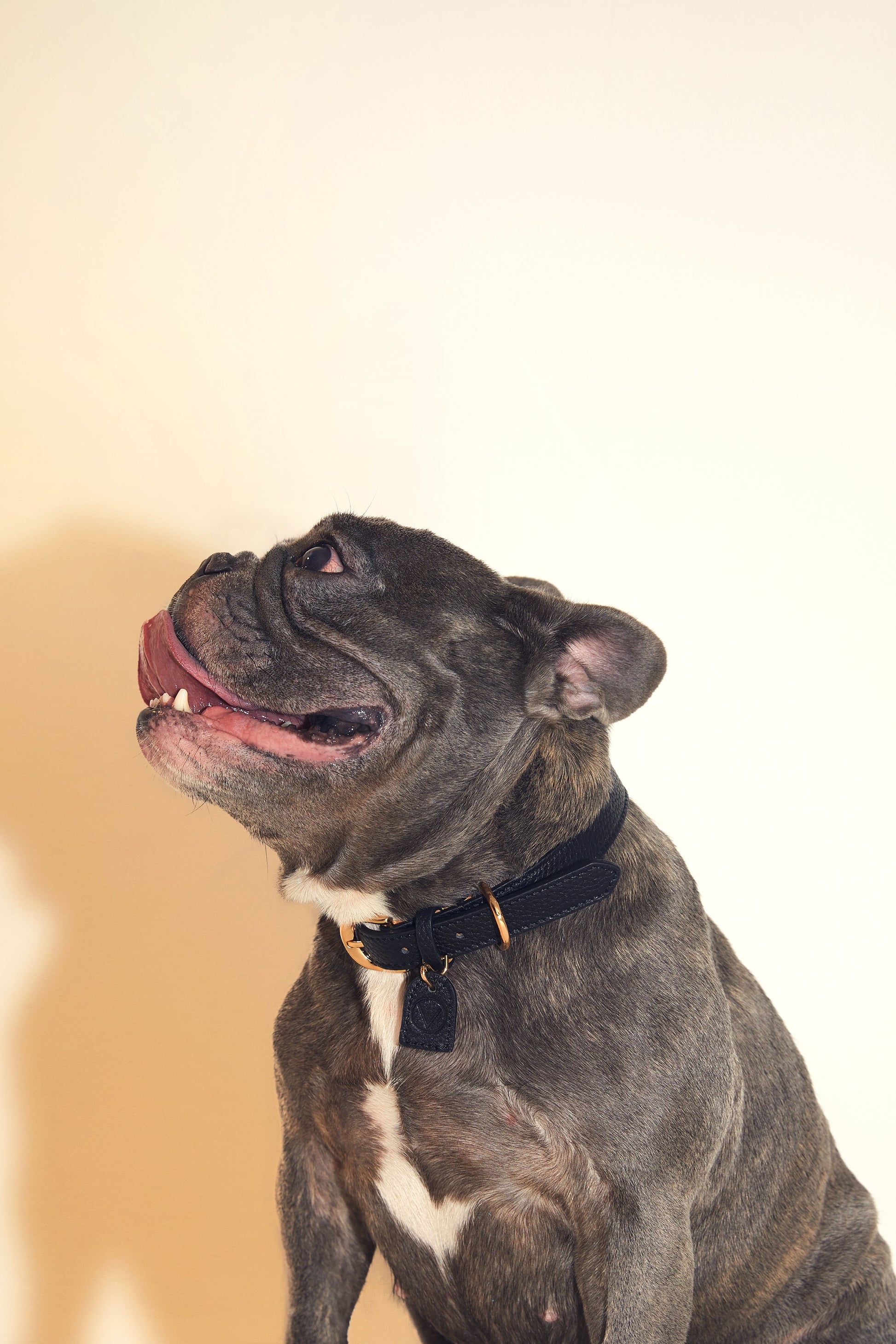 Leather Collar with Gold and Silver Hardware