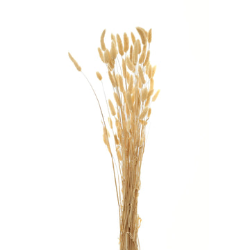 Fluffy dried bunny tails in soft white, 76 cm tall, for natural home decor and dried floral arrangements   

- **Keywords included:** dried bunny tails, soft white, home decor, dried floral arrangements  
- **Clear description:** Describes the product's appearance, color, size, and purpose  
- **SEO & accessibility optimized:** Concise, avoids redundancy, includes visual details for screen readers by Sostter at brixbailey.com