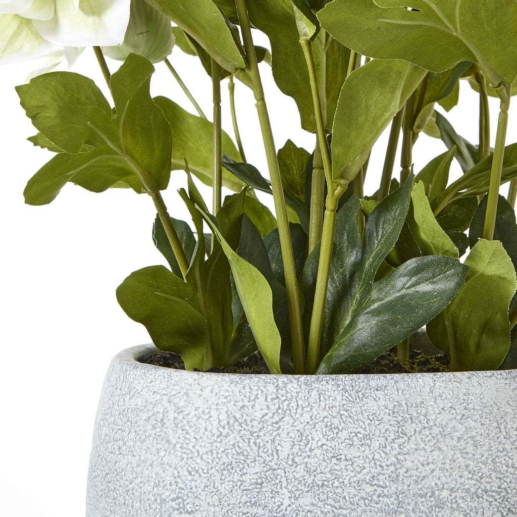 Lifelike faux Hellebore plant with white blooms in grey ceramic pot, perfect for home decor. by Sostter at brixbailey.com
