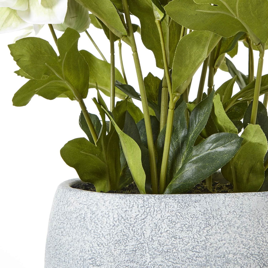 Lifelike faux Hellebore plant with white blooms in grey ceramic pot, perfect for home decor. by Sostter at brixbailey.com