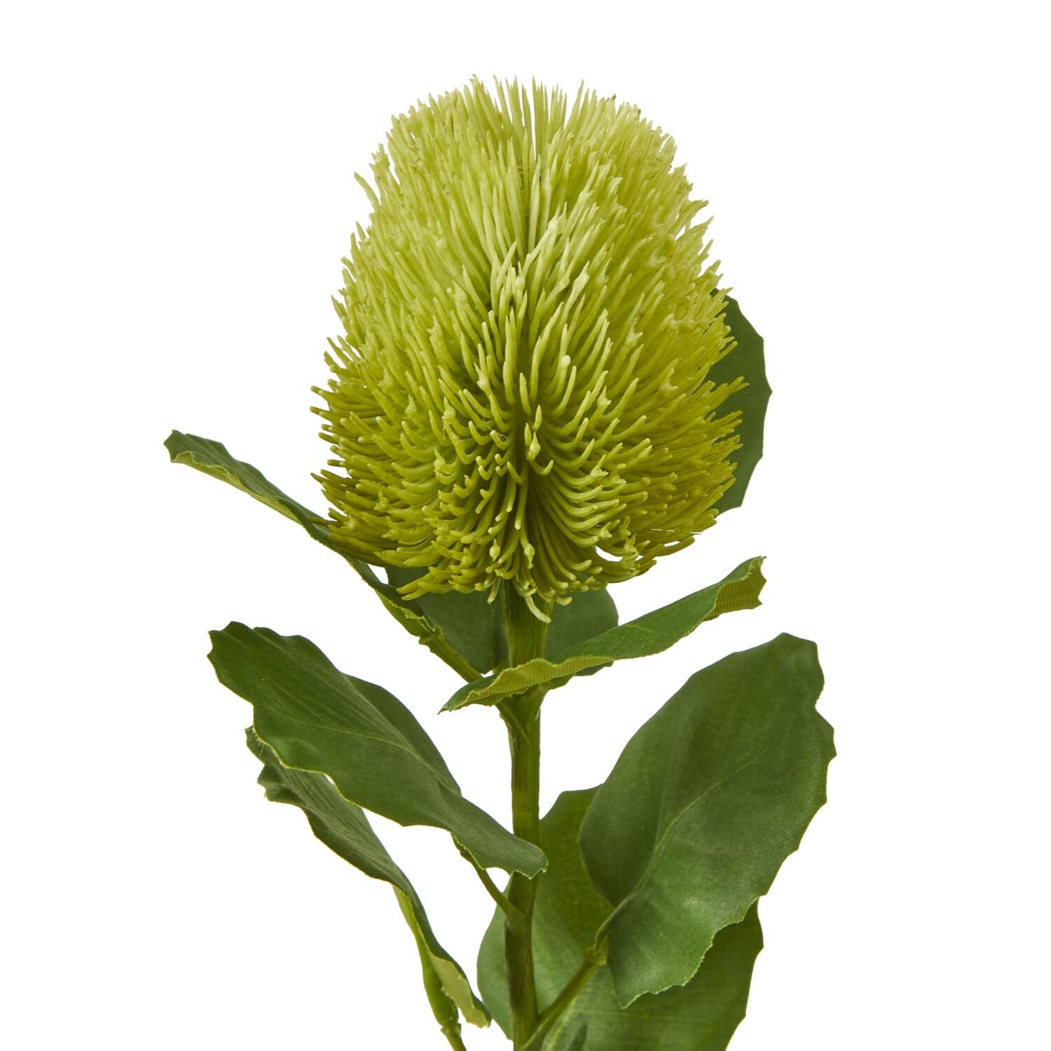 Artificial green Banksia stem, hyper-realistic faux botanical decor for modern farmhouse or boho interiors, 59cm tall (124 chars) by Sostter at brixbailey.com