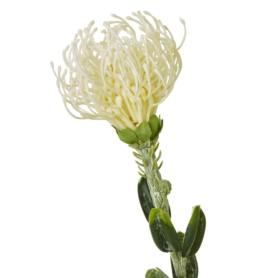 Cream artificial pincushion protea spray with realistic petals and foliage, 61cm tall, for elegant home decor by Sostter at brixbailey.com