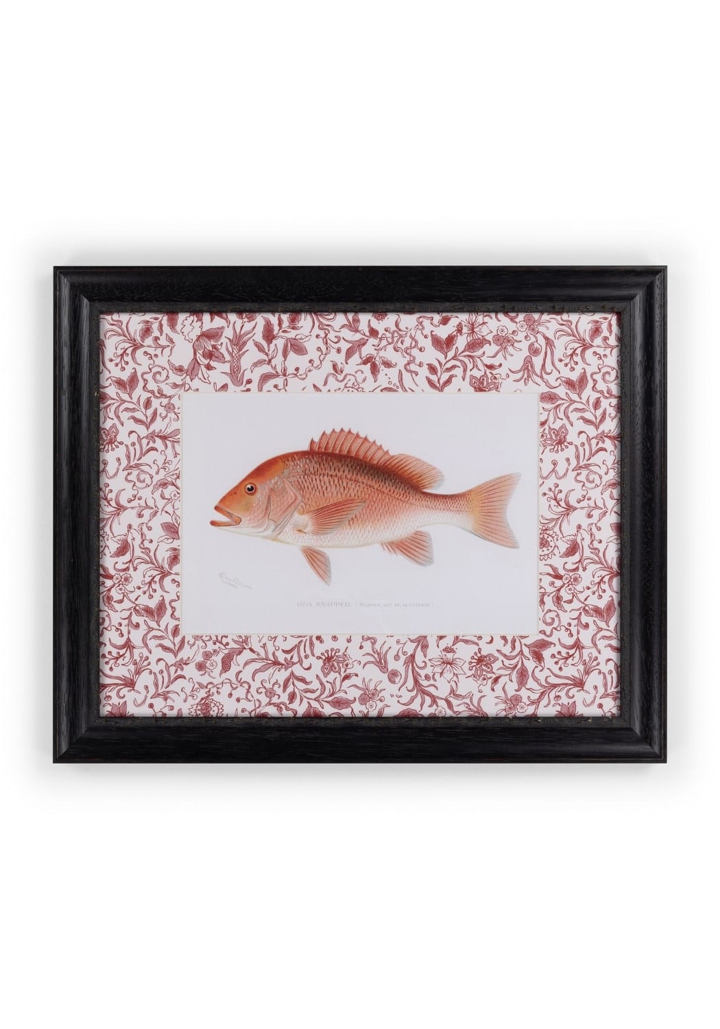 Fish Study I  Vintage Character for Every Corner