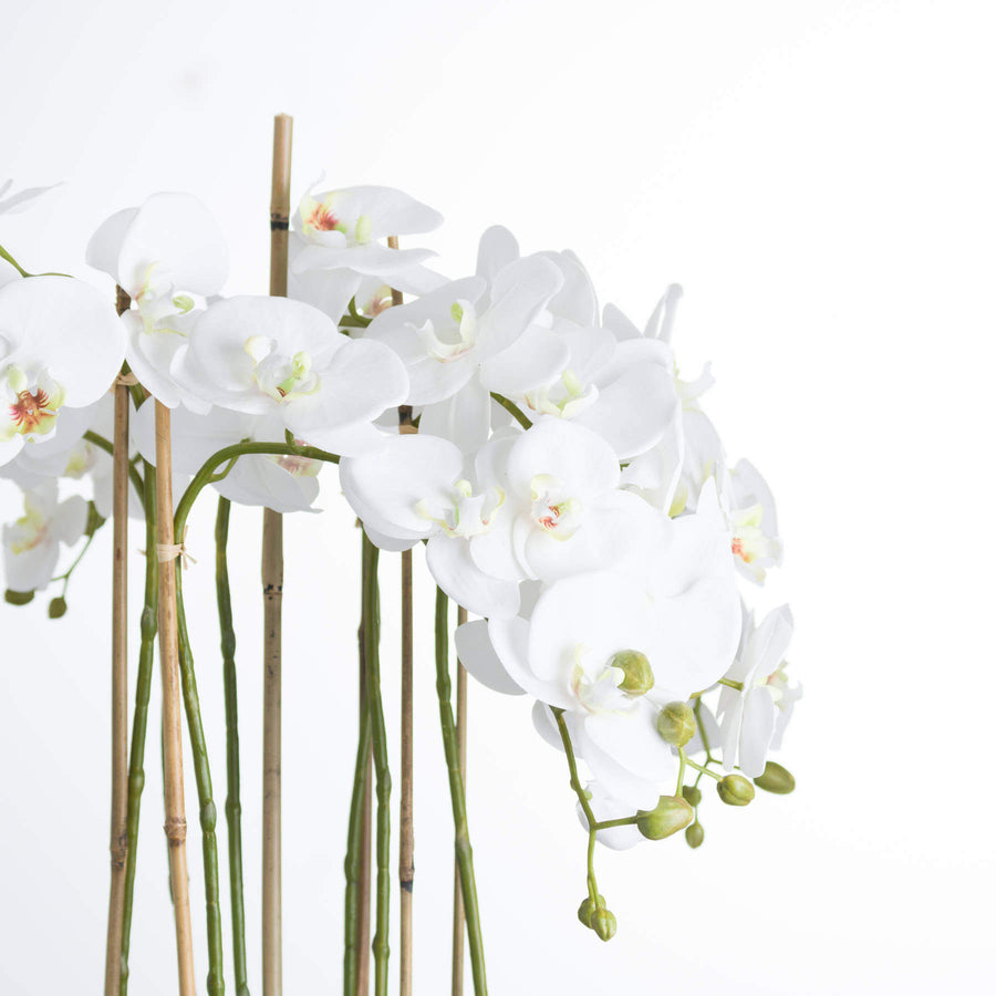 Large white faux orchid in clear glass pot, realistic blooms and roots, elegant home decor centerpiece by Sostter at brixbailey.com