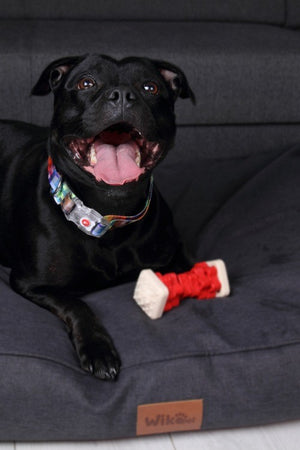 bold close-up of a glowing led dog collar with a vibrant pixel-patterned buckle on a dark background