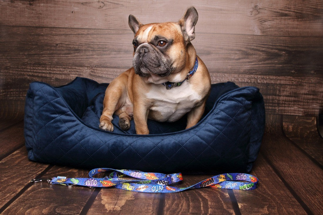 bold blue graffiti dog collar with a strong metal buckle on a concrete background