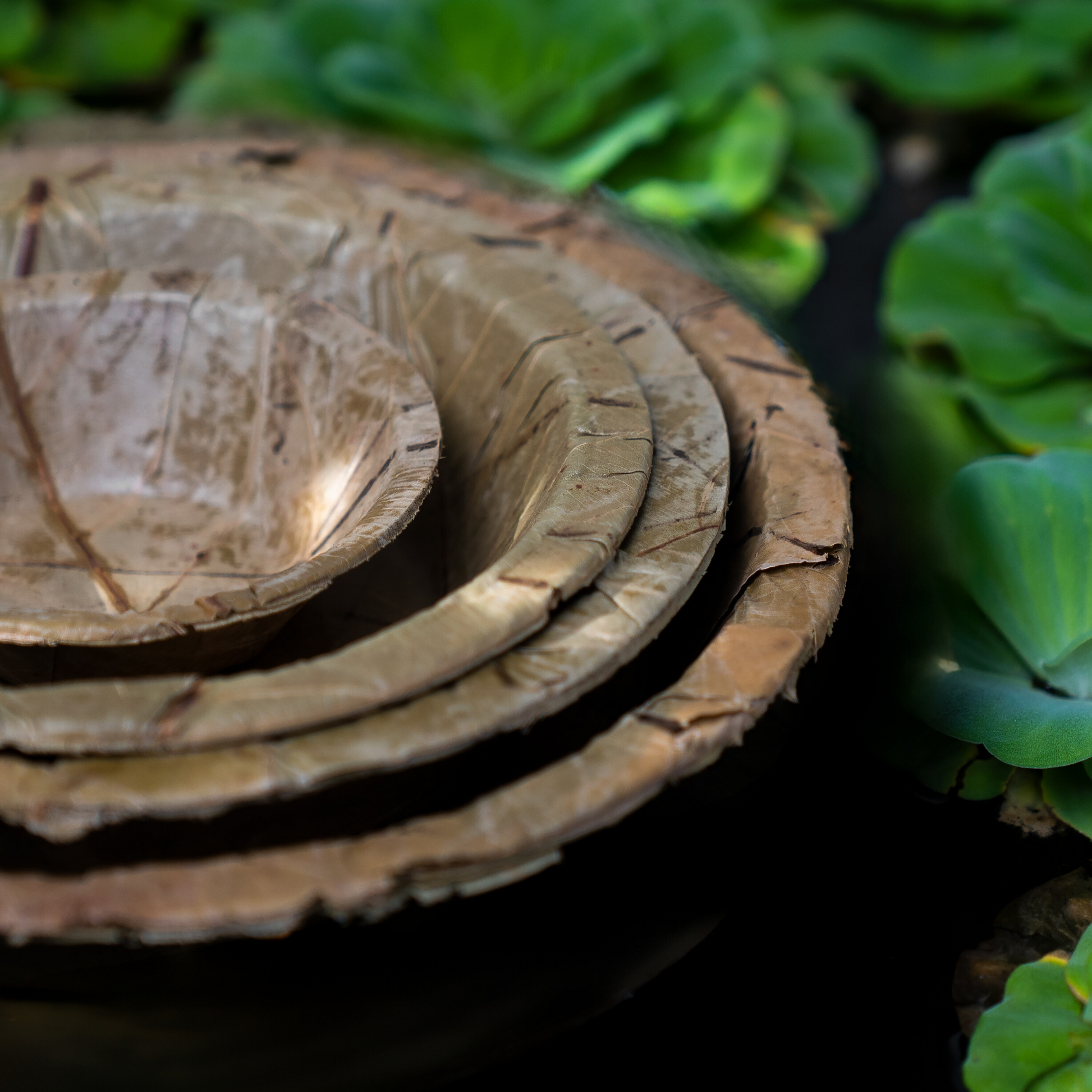 Sal Leaf Combo Pack Four Sizes 20 Pieces