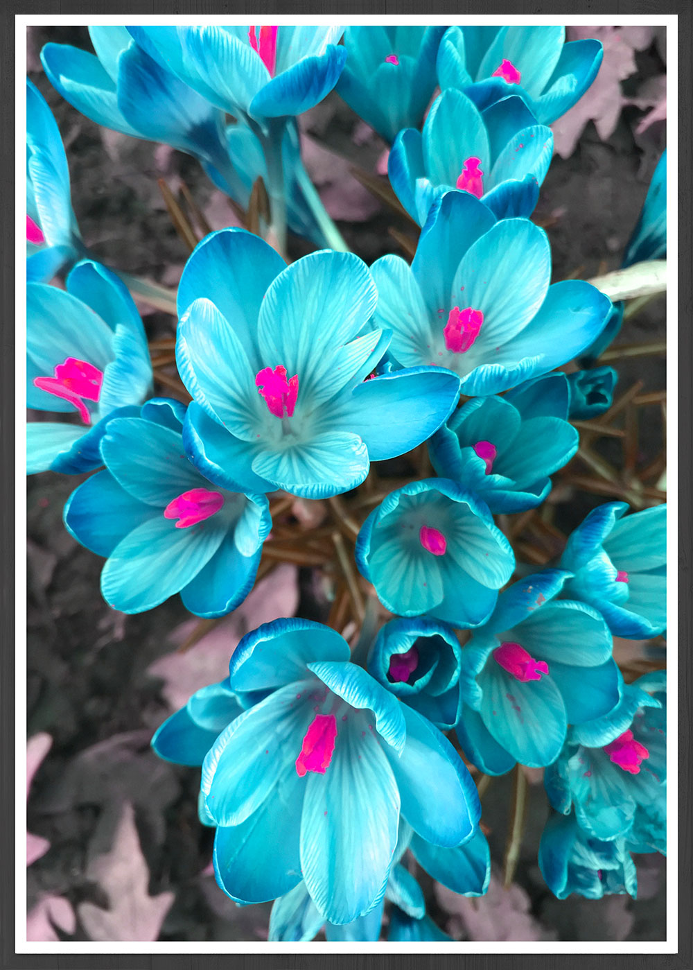 Crocus Blue Flower Art Print
