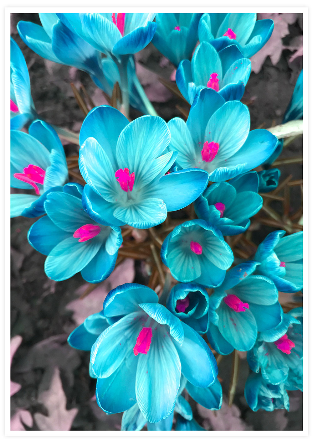 Crocus Blue Flower Art Print