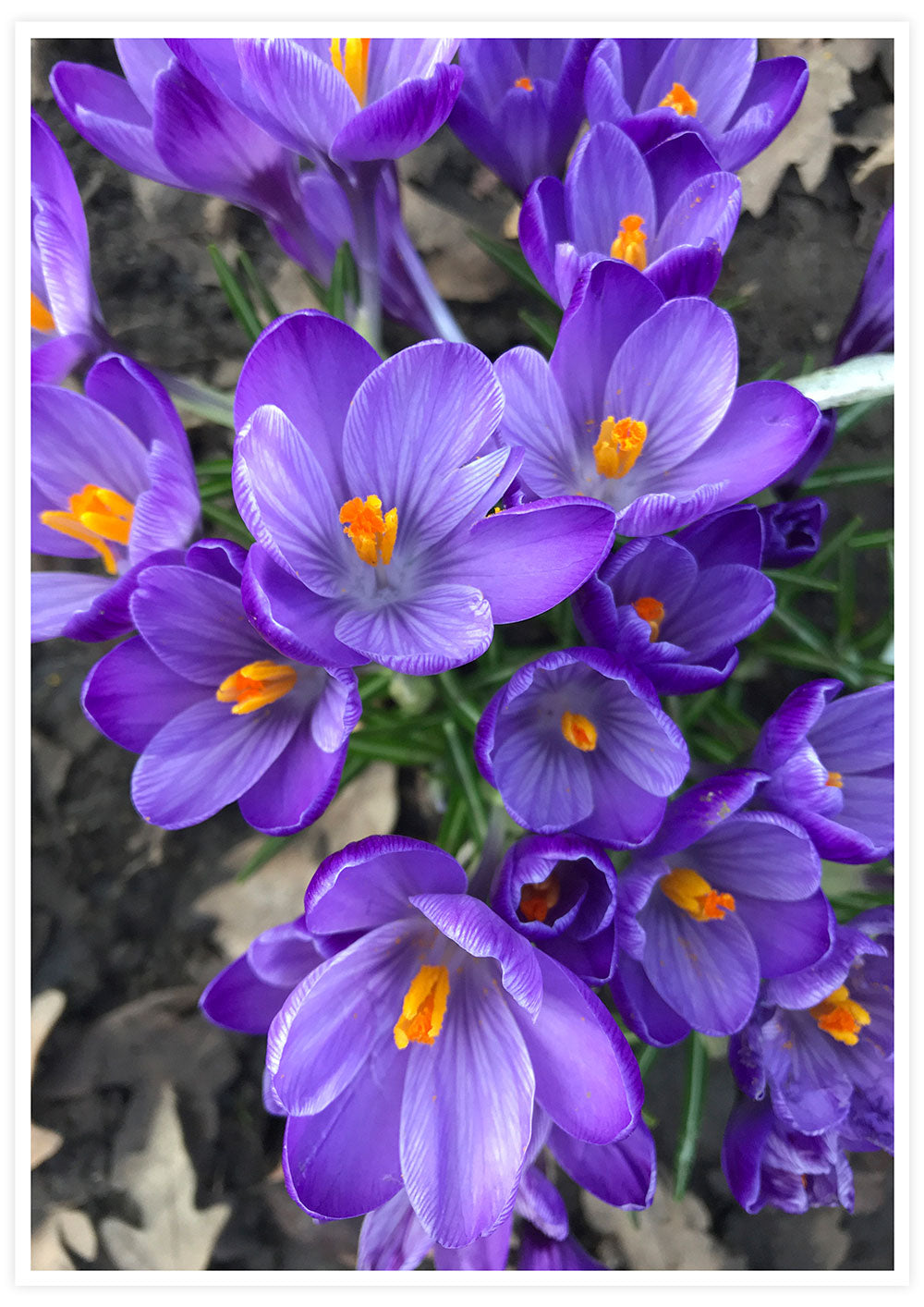 Crocus Purple Flower Art Print