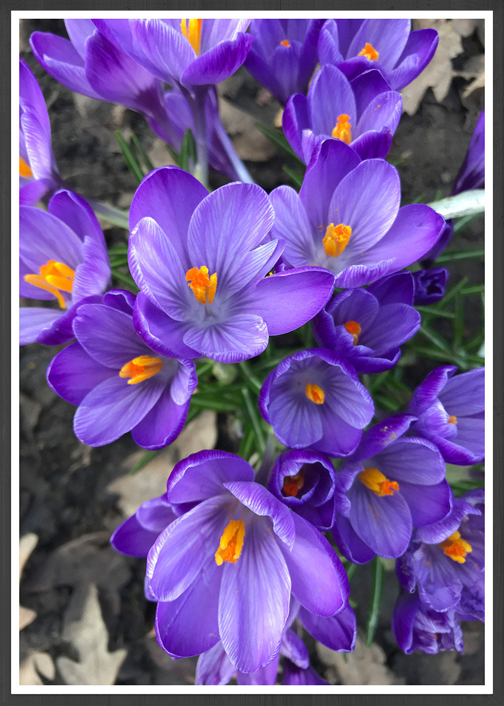 Crocus Purple Flower Art Print