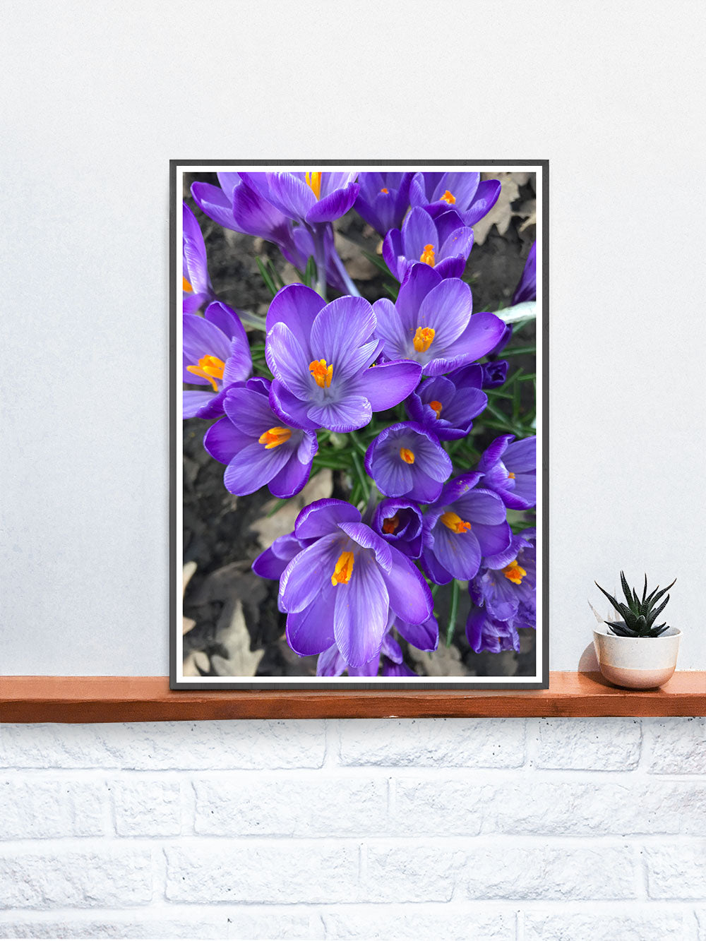Crocus Purple Flower Art Print
