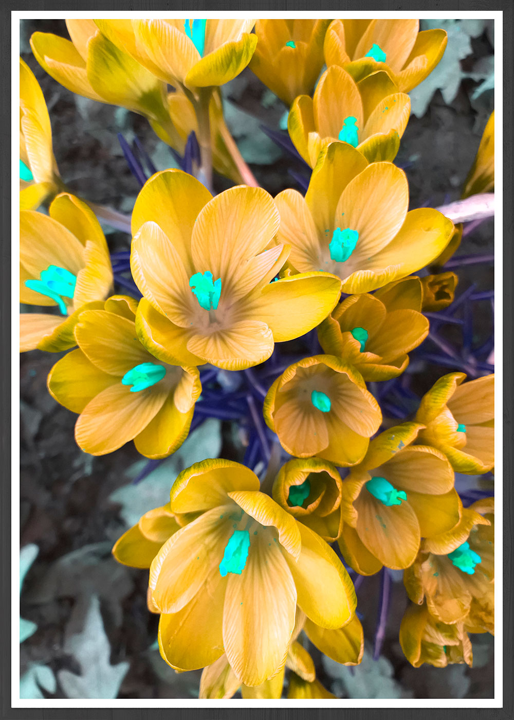 Crocus Yellow Flower Art Print