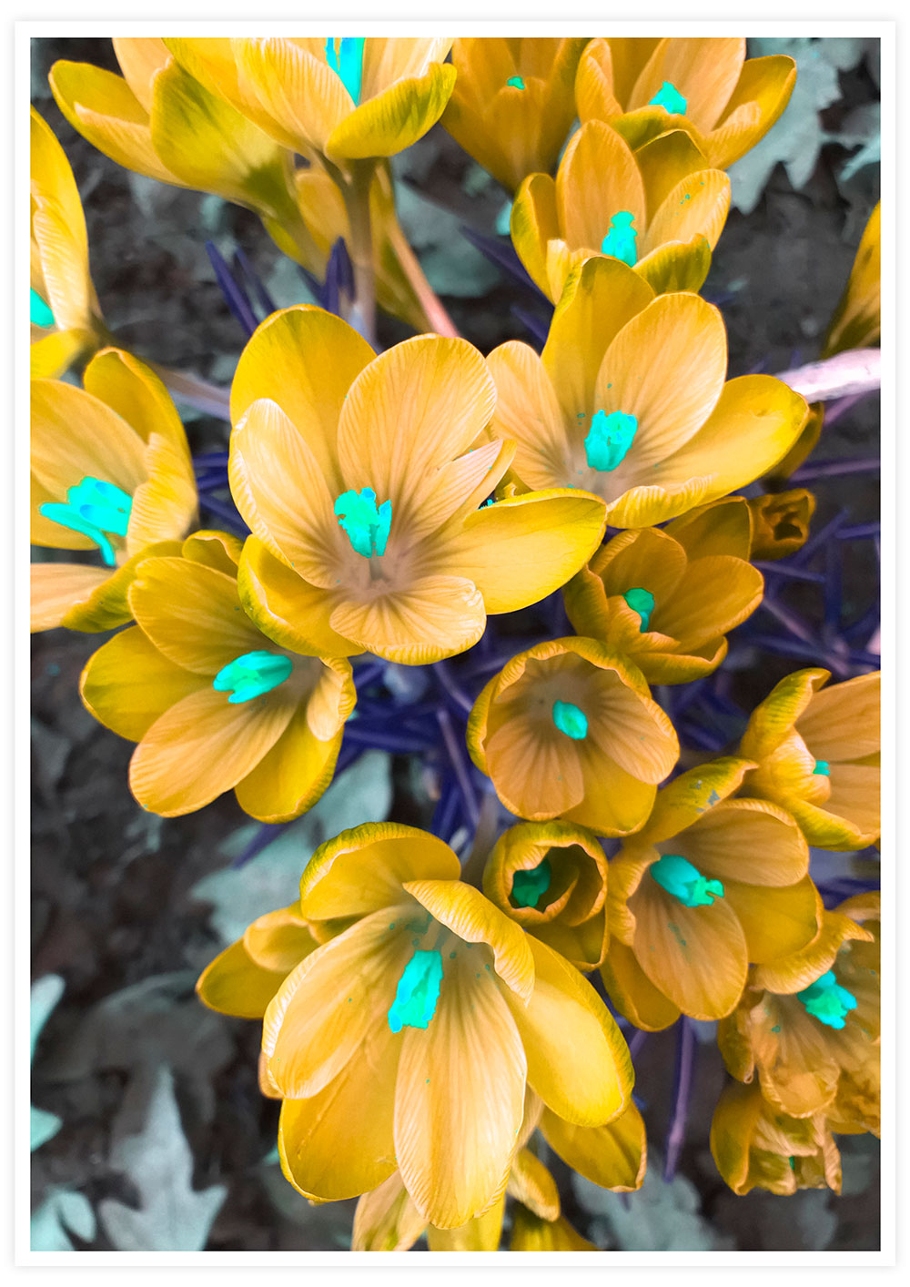 Crocus Yellow Flower Art Print