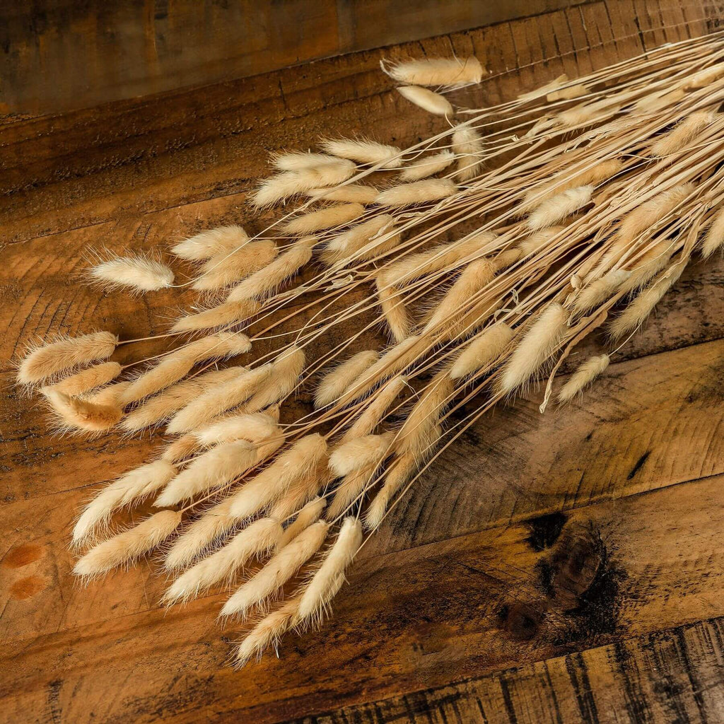 Fluffy white dried bunny tails stems, 76 cm tall, for natural home decor and floral arrangements by Sostter at brixbailey.com