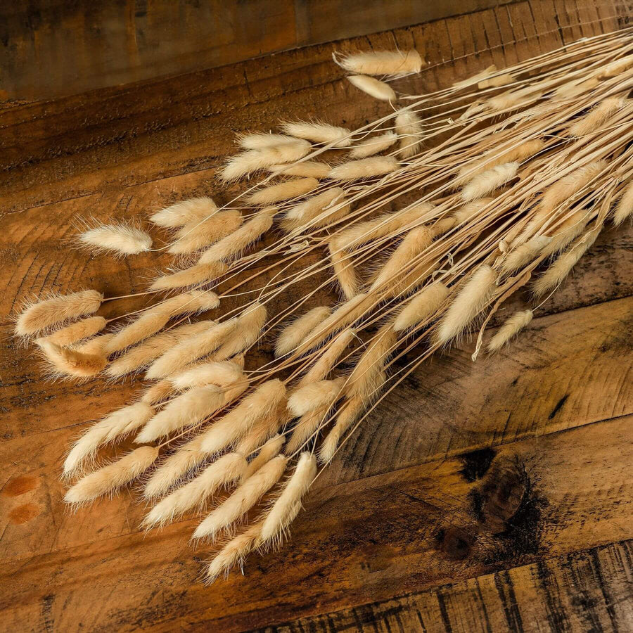 Fluffy white dried bunny tails stems, 76 cm tall, for natural home decor and floral arrangements by Sostter at brixbailey.com