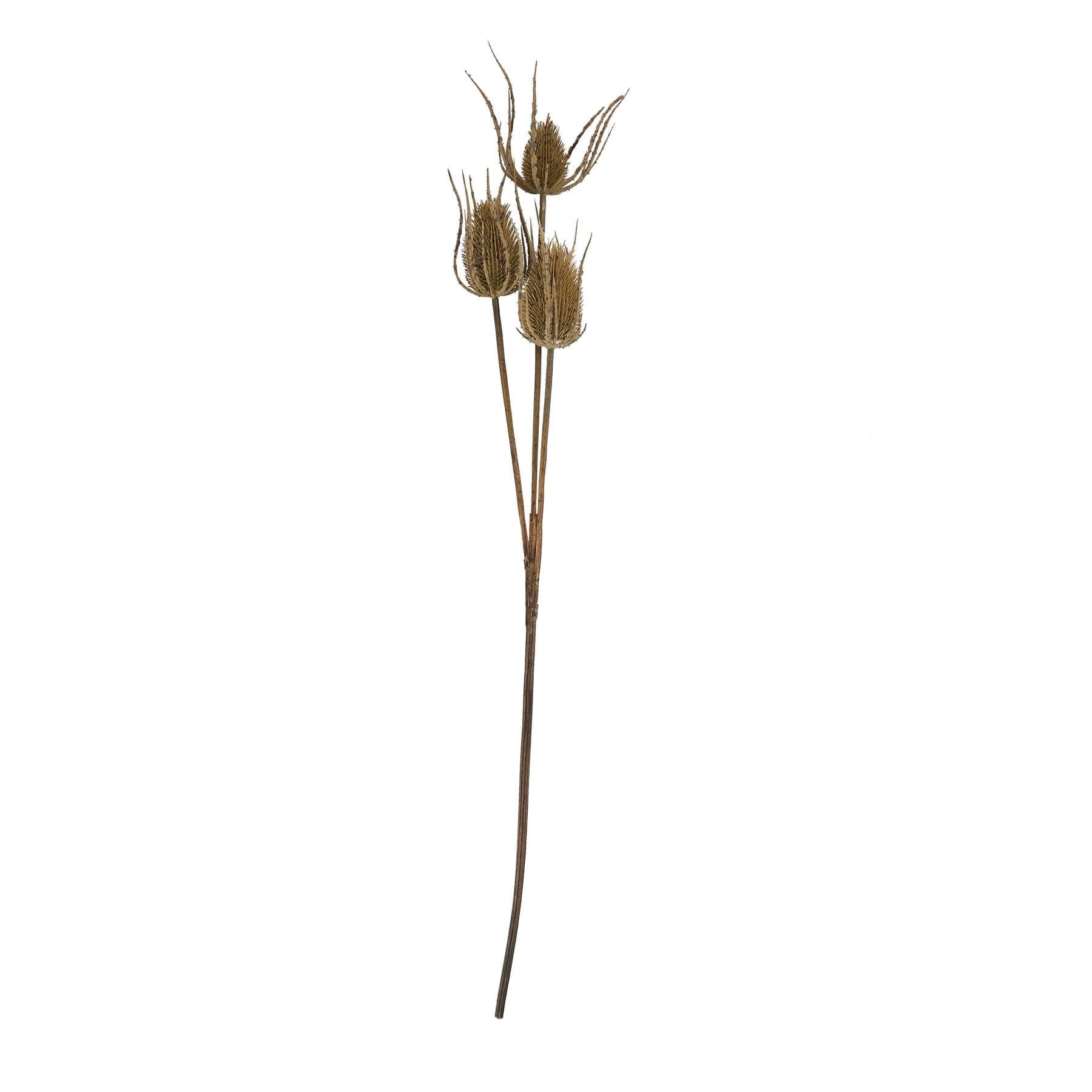 Handcrafted artificial teasle stem with three hyper-realistic brown seed heads, 85cm tall for elegant home decor. by Sostter at brixbailey.com