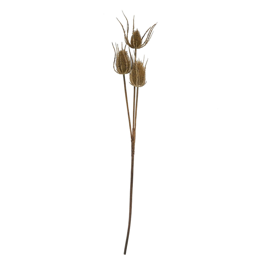 Handcrafted artificial teasle stem with three hyper-realistic brown seed heads, 85cm tall for elegant home decor. by Sostter at brixbailey.com