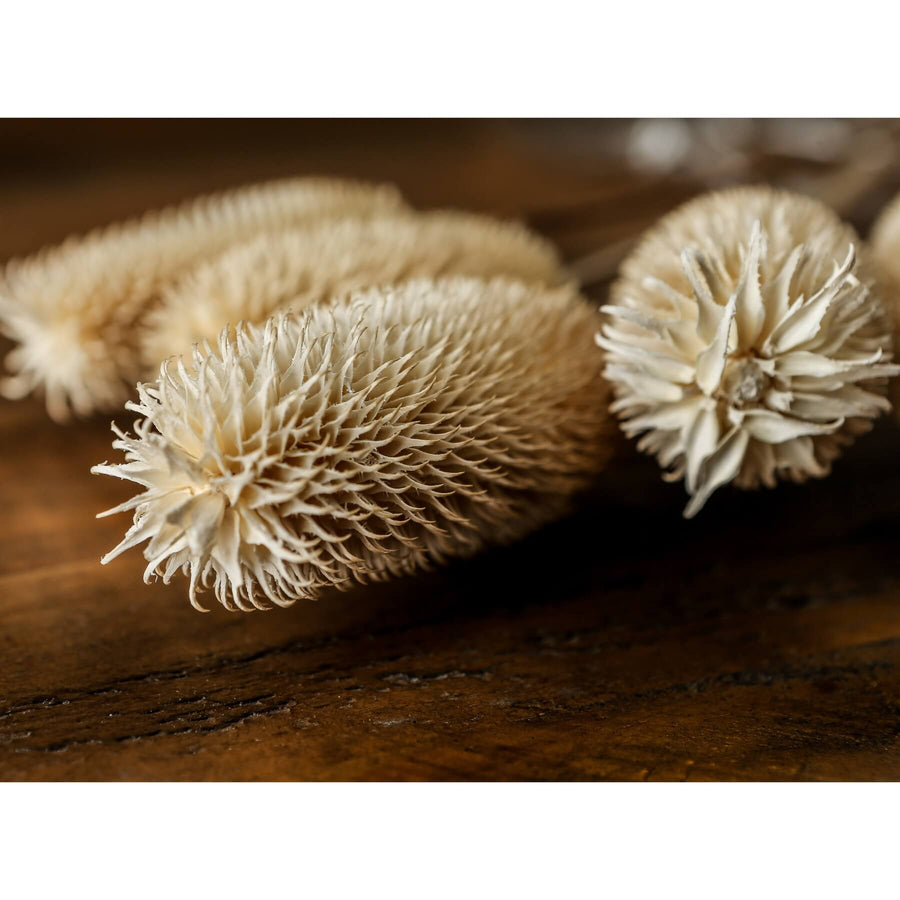 Tall dried thistle arrangement in natural white tones, 60cm height, for organic home decor by Sostter at brixbailey.com