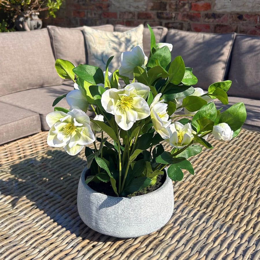 Lifelike white faux hellebore plant in grey ceramic pot, perfect for home decor by Sostter at brixbailey.com