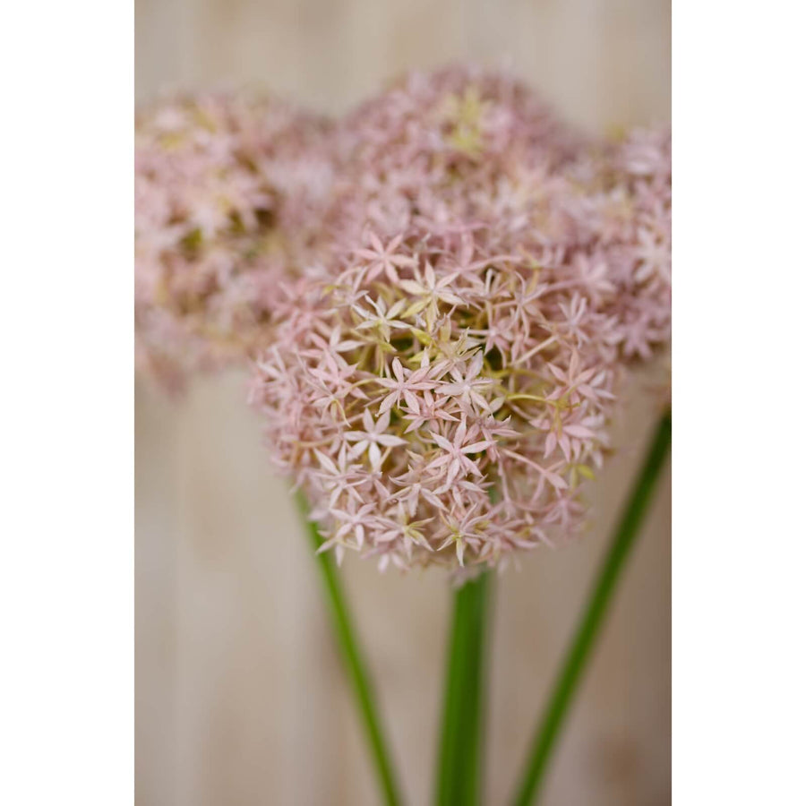 Lifelike lilac faux allium stem, 35.4 tall with spherical lavender blooms, perfect for elegant floral arrangements by Sostter at brixbailey.com