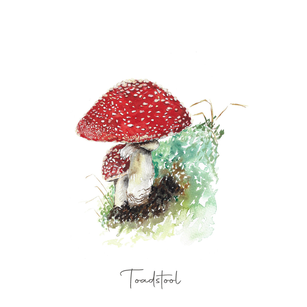 Toadstool Fine Art Print