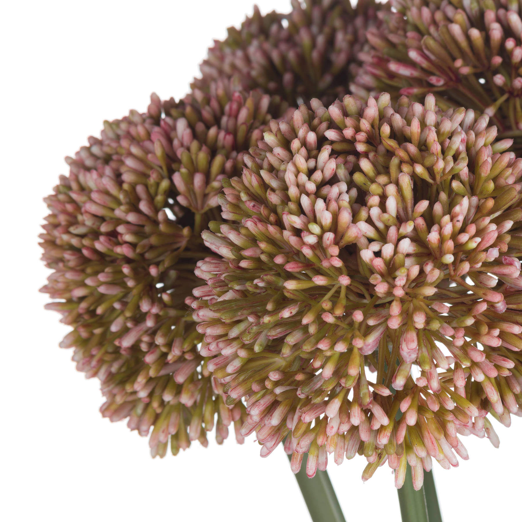 Pink Allium artificial stems, lifelike faux flowers in soft pink for home decor, 63 cm tall by RoomLondon at brixbailey.com
