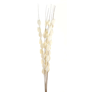 Dried Thlaspi Arvense bouquet with delicate white seed pods, perfect for modern or traditional dÃ©cor.by Sostter at brixbailey.com