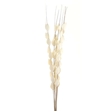 Dried Thlaspi Arvense bouquet with delicate white seed pods, perfect for modern or traditional dÃ©cor.by Sostter at brixbailey.com