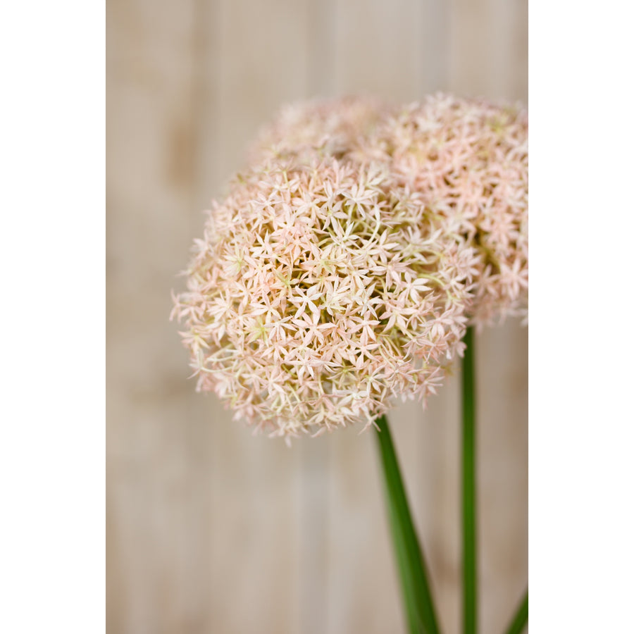 The Pink Medium Allium Stem - Elegant Faux Floral for Home Decor - Versatile Accent Piece by Hill Interiors at www.brixbailey.com