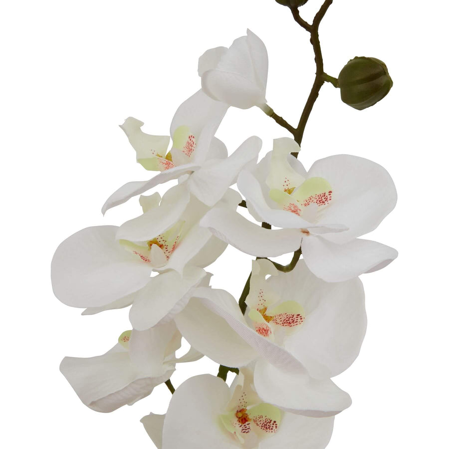 Lifelike white butterfly orchid artificial stem, 75cm tall, with realistic petals and veining for elegant home decor by Sostter at brixbailey.com