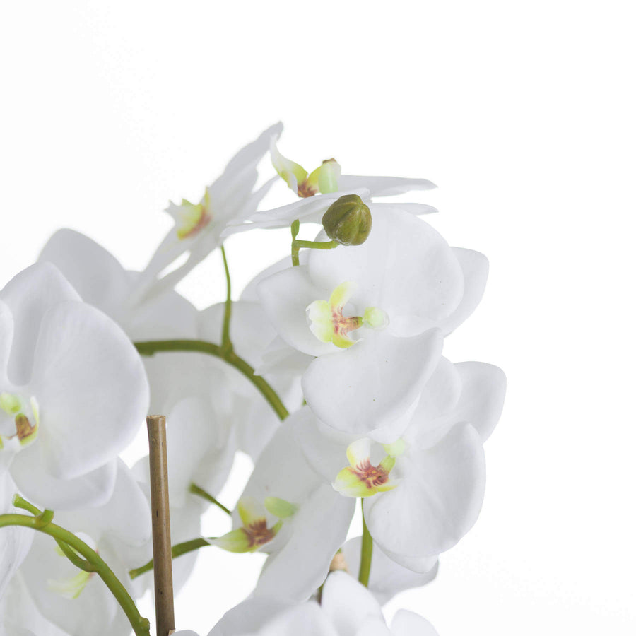 Lifelike white orchid arrangement with bamboo supports, exposed roots, and lush ferns in a rustic base for elegant home decor. by Sostter at brixbailey.com