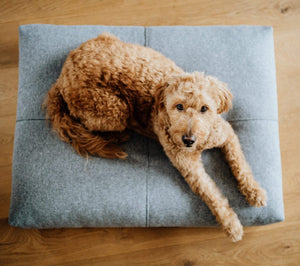 bold anthracite finno dog cushion with elegant stitching on a dark slate floor