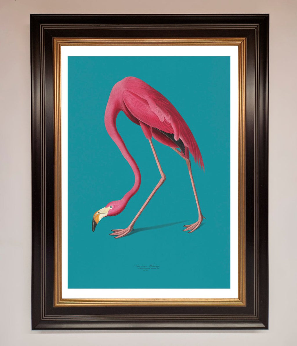 Flamingo Walks Blue Framed Print