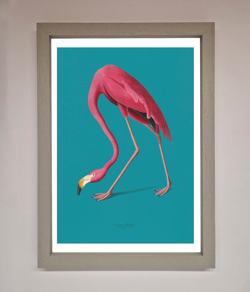 Flamingo Walks Blue Framed Print