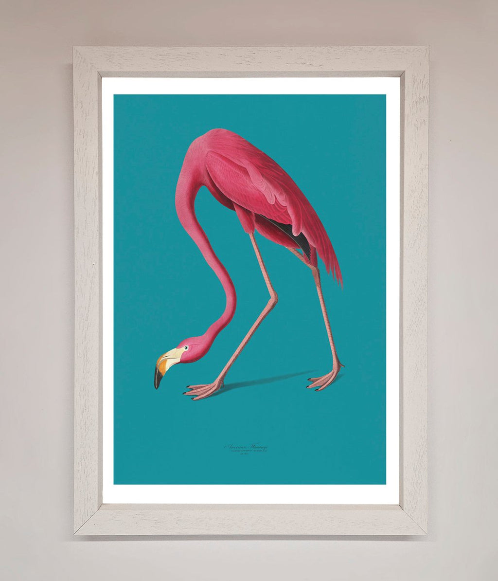 Flamingo Walks Blue Framed Print