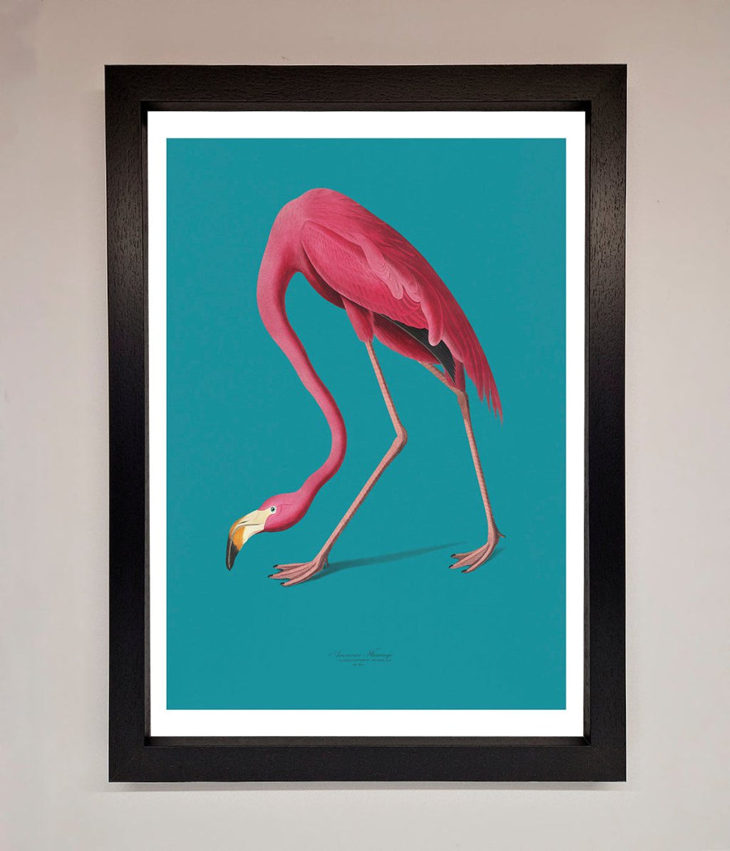 Flamingo Walks Blue Framed Print