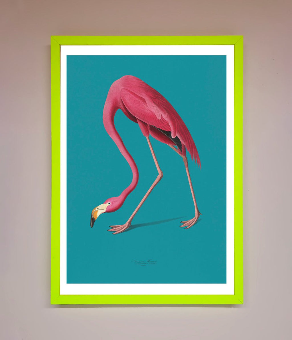 Flamingo Walks Blue Framed Print