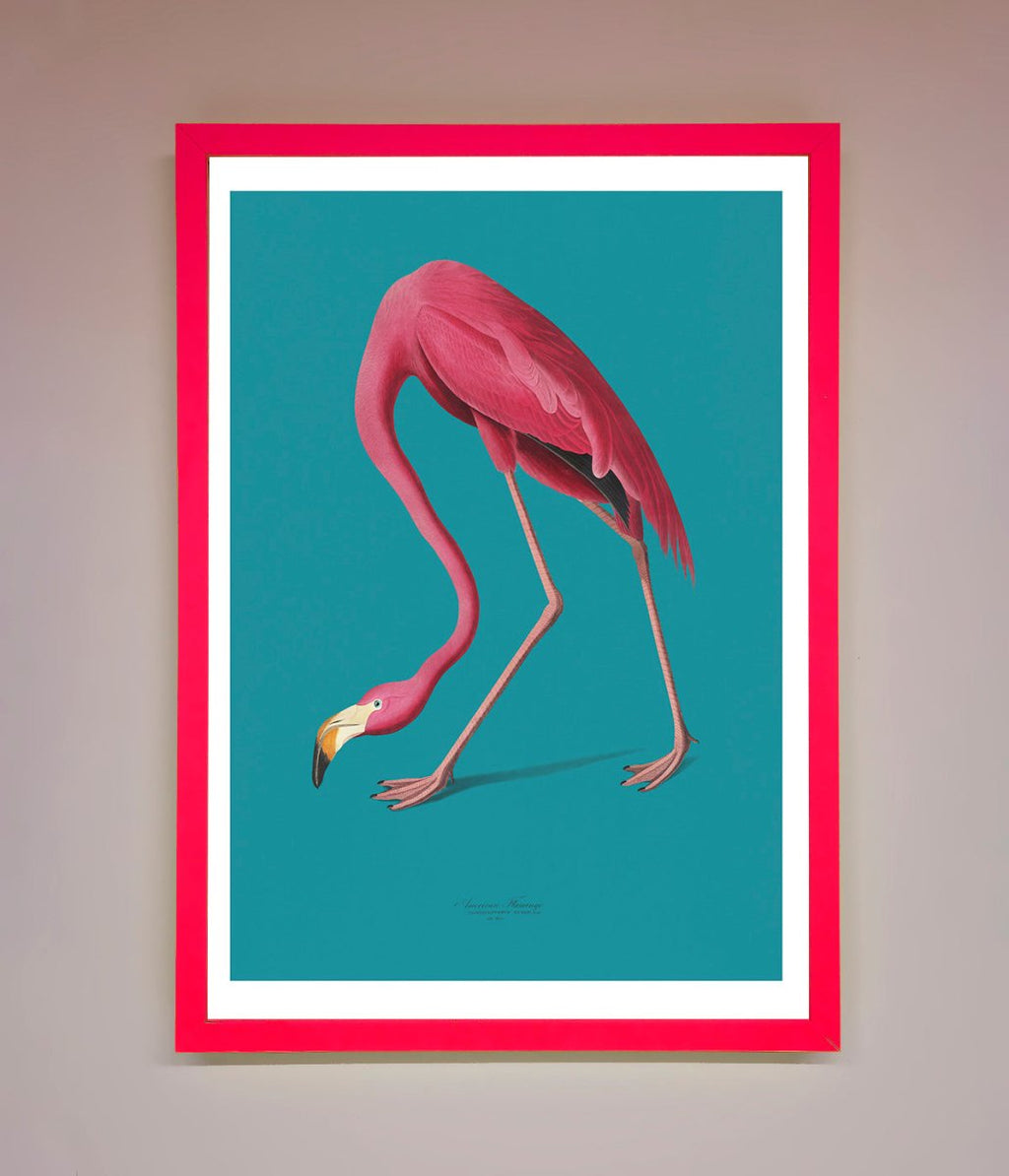 Flamingo Walks Blue Framed Print