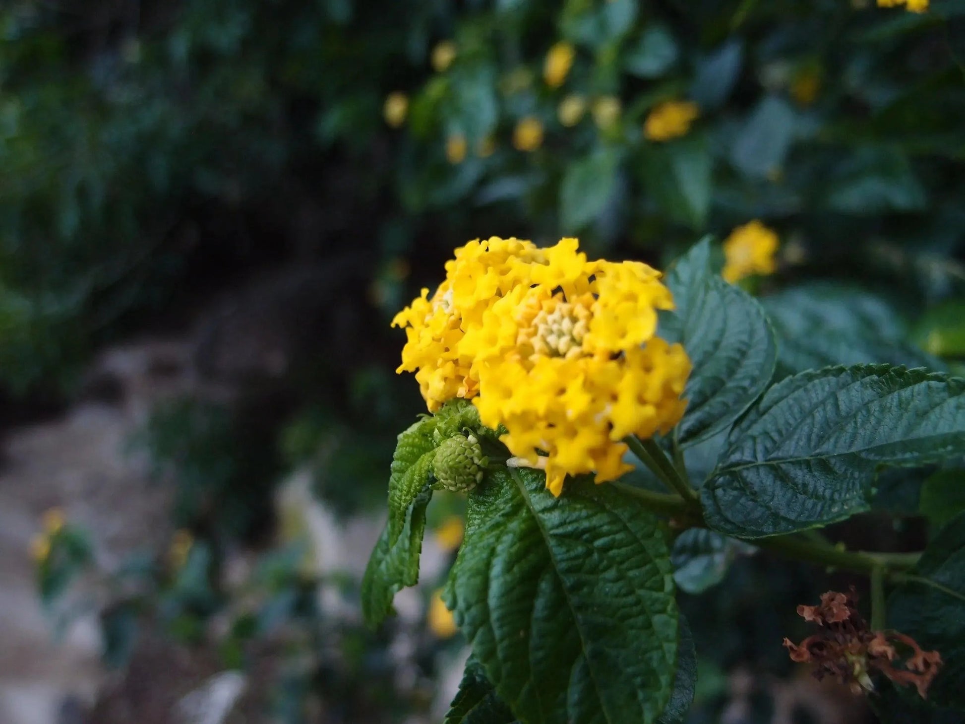 Gold Plated Sterling Silver Round Pendant Necklace with Real Preserved Flowers
