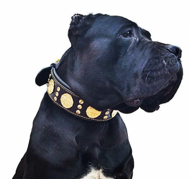 Maximus Collar 2.5 inch Wide Black and Gold
