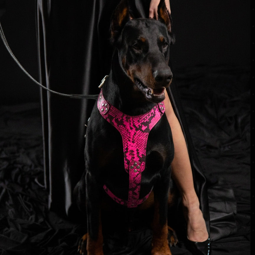 Rock Python Pink Dog Harness