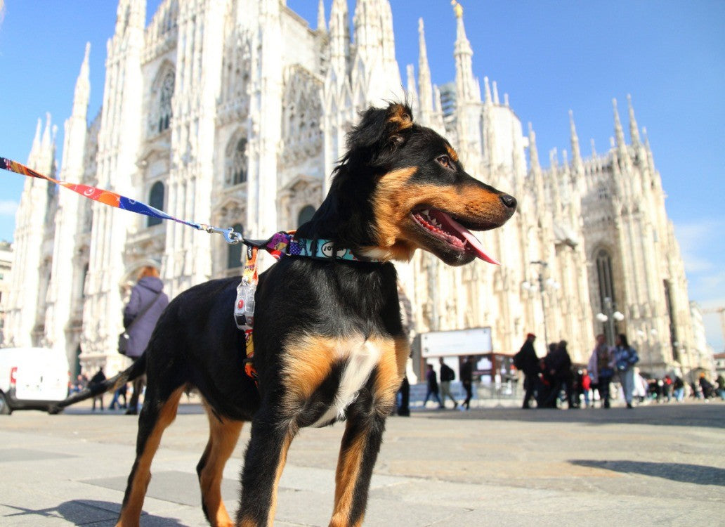 a soft, close-up view of the travel-themed dog harness with its genuine leather accents and adjustable straps