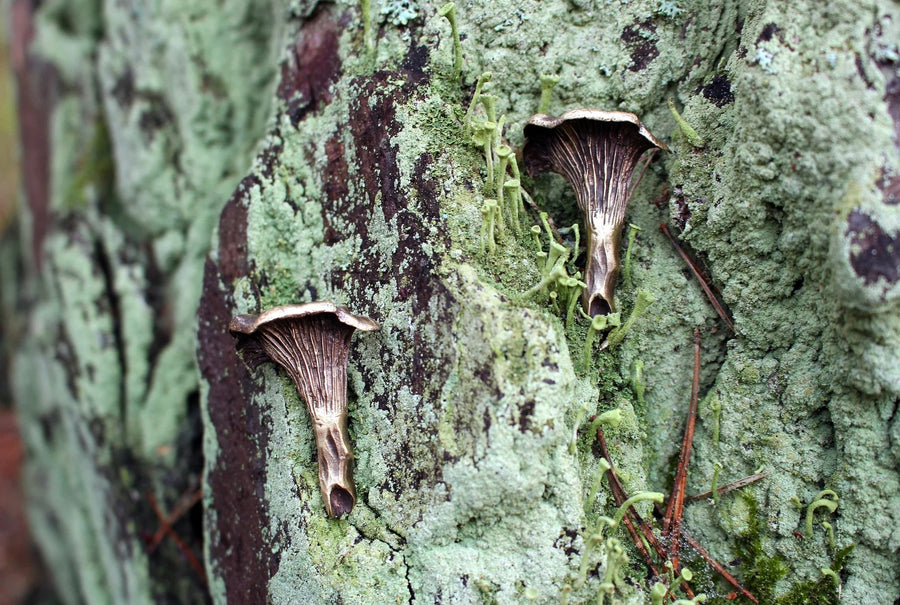 Сhanterelle Mushroom Brooch - Brass