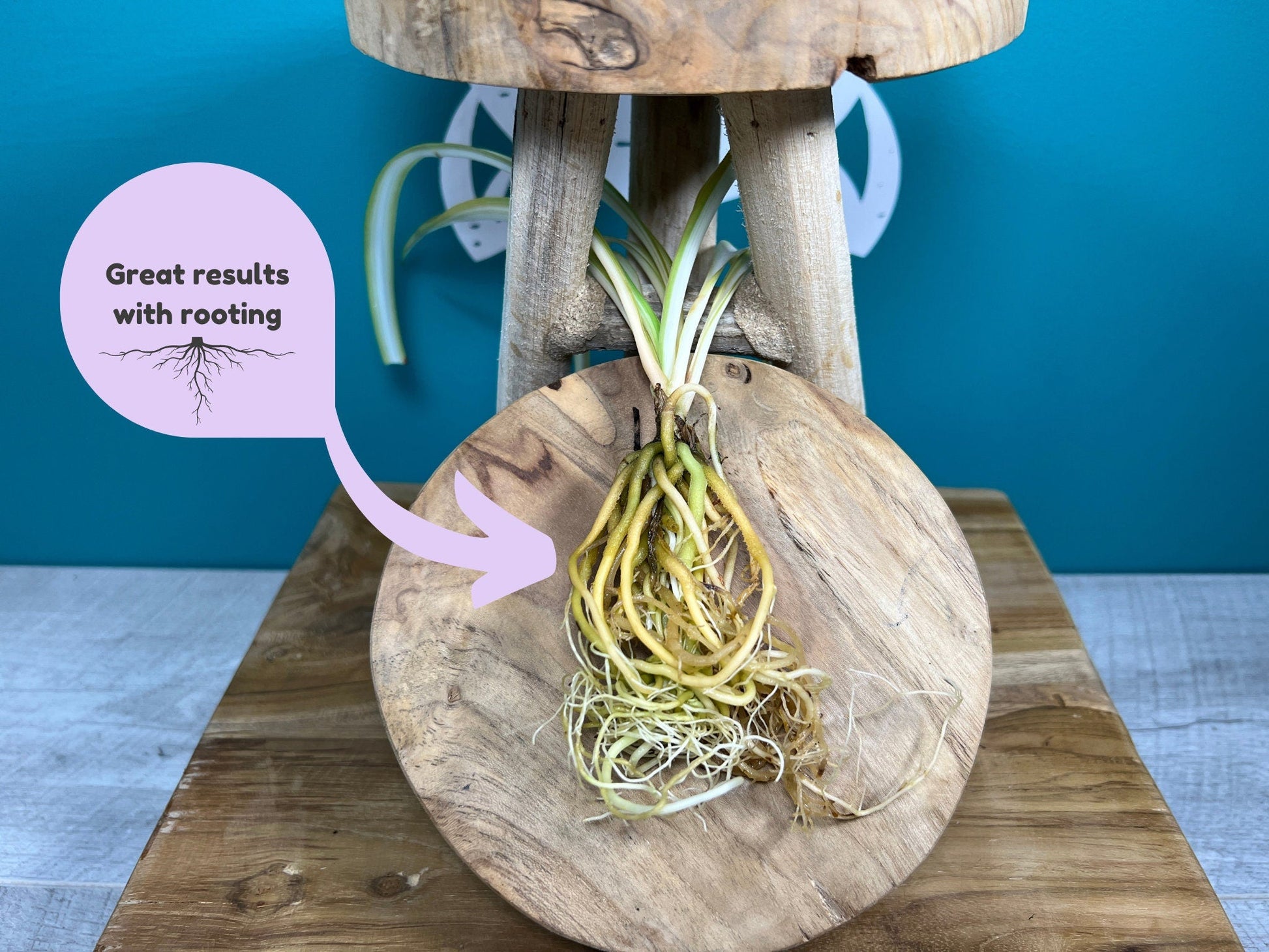 Plant Propagation Gift Set #6