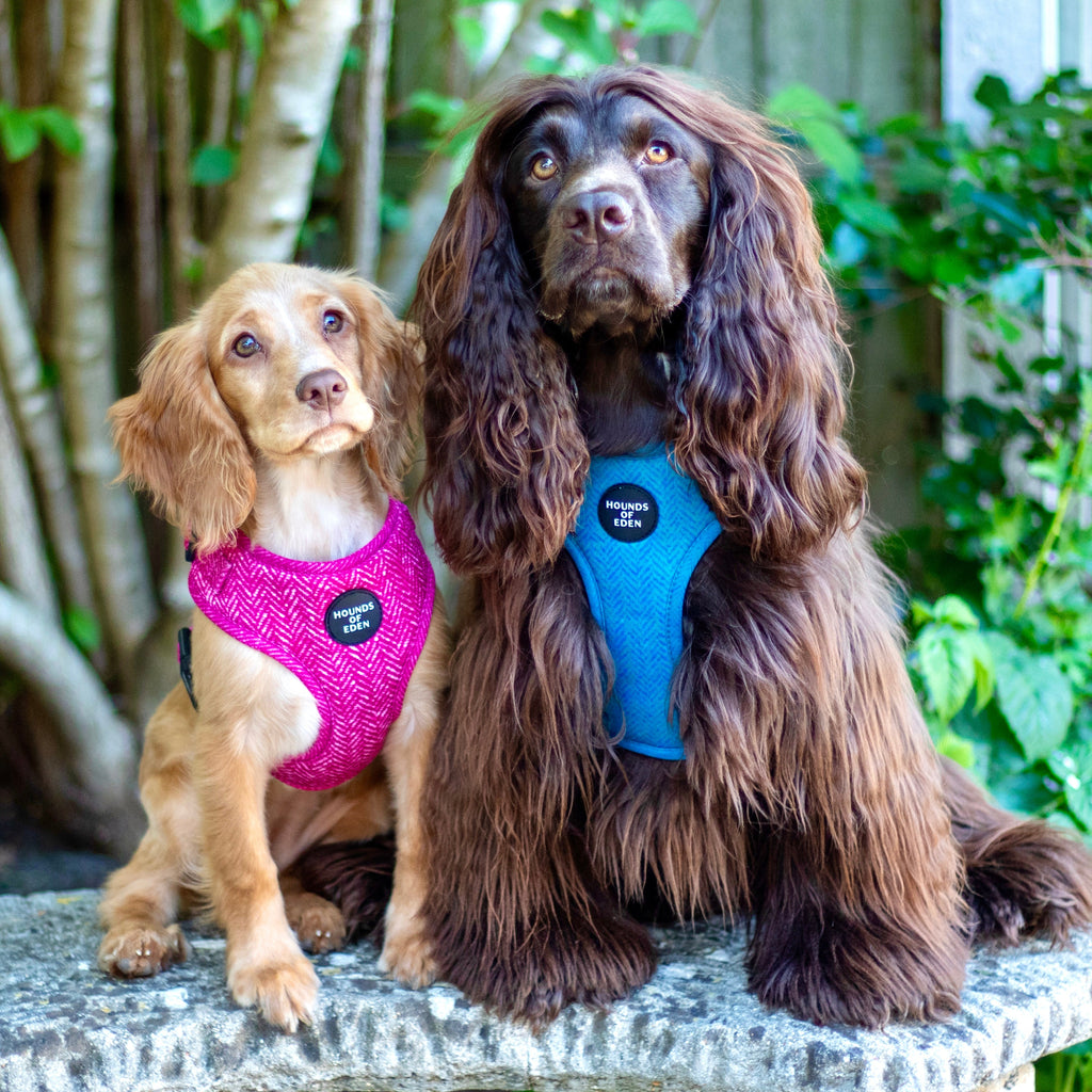 'Bella' - Pink Herringbone Dog Harness
