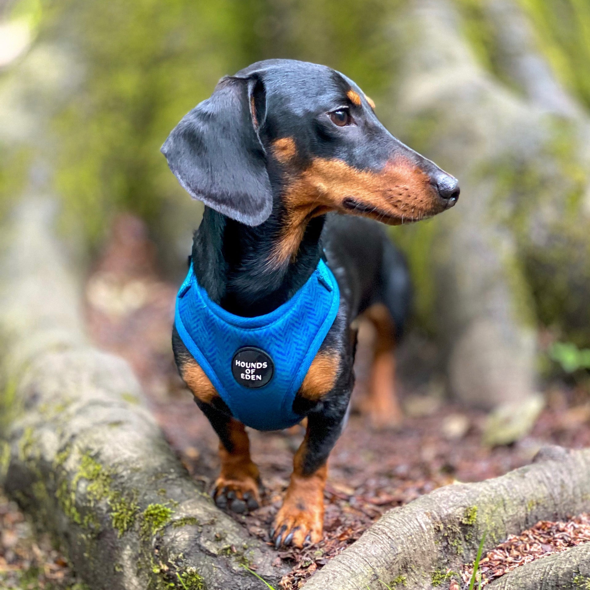 'Bruce' - Blue & Teal Herringbone Dog Harness
